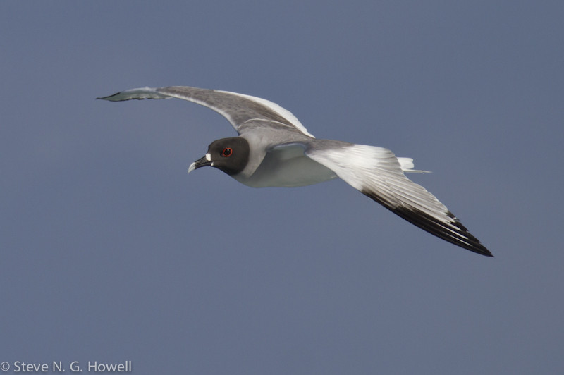 the beautiful Swallow-tailed Gull, Credit: Steve Howell